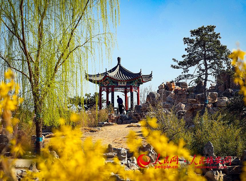 雄安郊野公園內(nèi)迎春花開，柳樹抽芽。人民網(wǎng)宋燁文攝