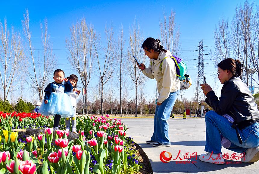 雄安悅?cè)莨珗@郁金香盛放，吸引了眾多游客前來踏青賞花。人民網(wǎng)宋燁文攝