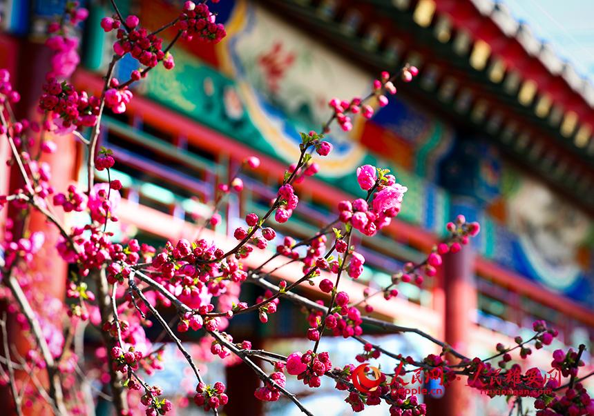 雄安郊野公園一角，枝頭綴滿花朵。人民網(wǎng)宋燁文攝